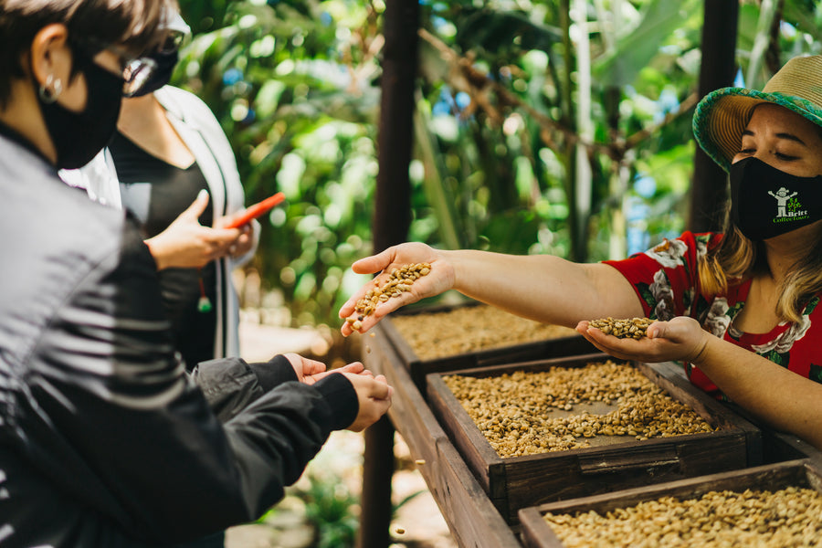 Tour de Café y Aventura Britt | Experimente el Café y la Naturaleza de ...